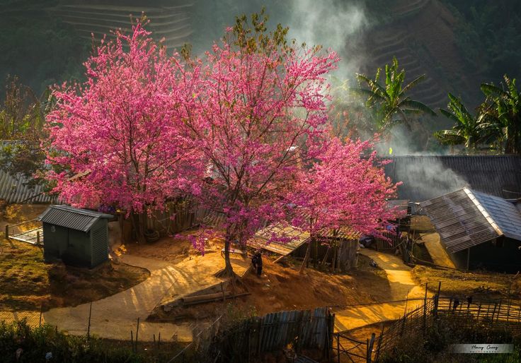 The Beauty Of Peach Blossoms In Sapa